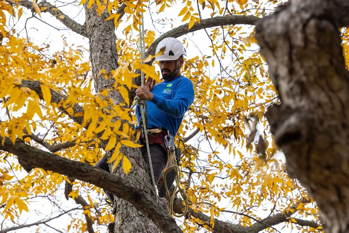 Skilled Tree Trimming crew working in Hurricane