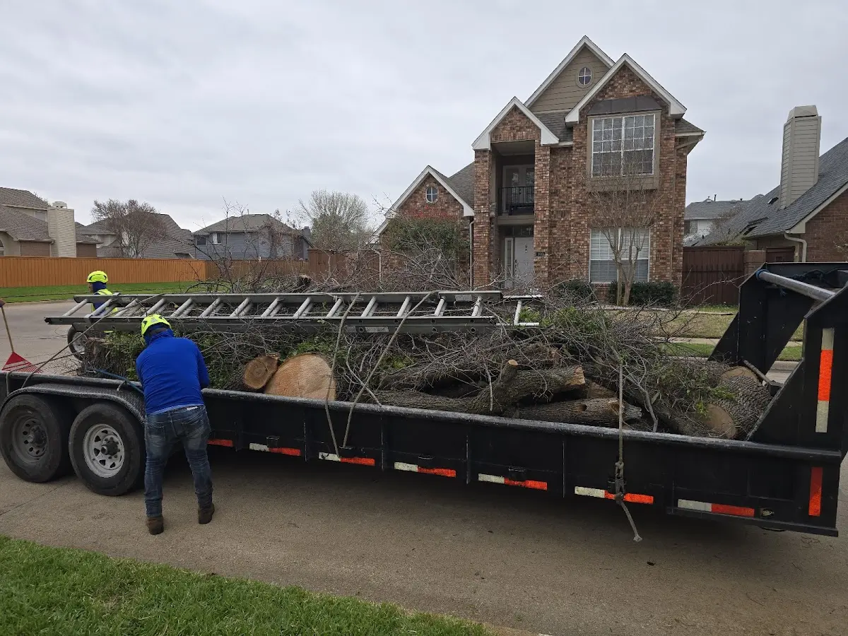 Expert Tree Pest Control with proper safety equipment in Hurricane